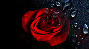 close up photo of red rose HD wallpaper