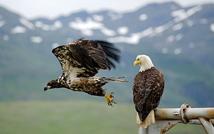 close up photography of bald eagle standing near eagle spreading its wings HD wallpaper