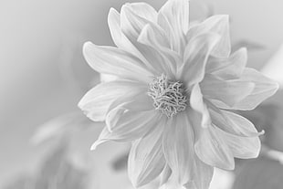 grayscale photography of a white flower HD wallpaper