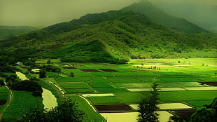 aerial view of rice fields and green mountains HD wallpaper