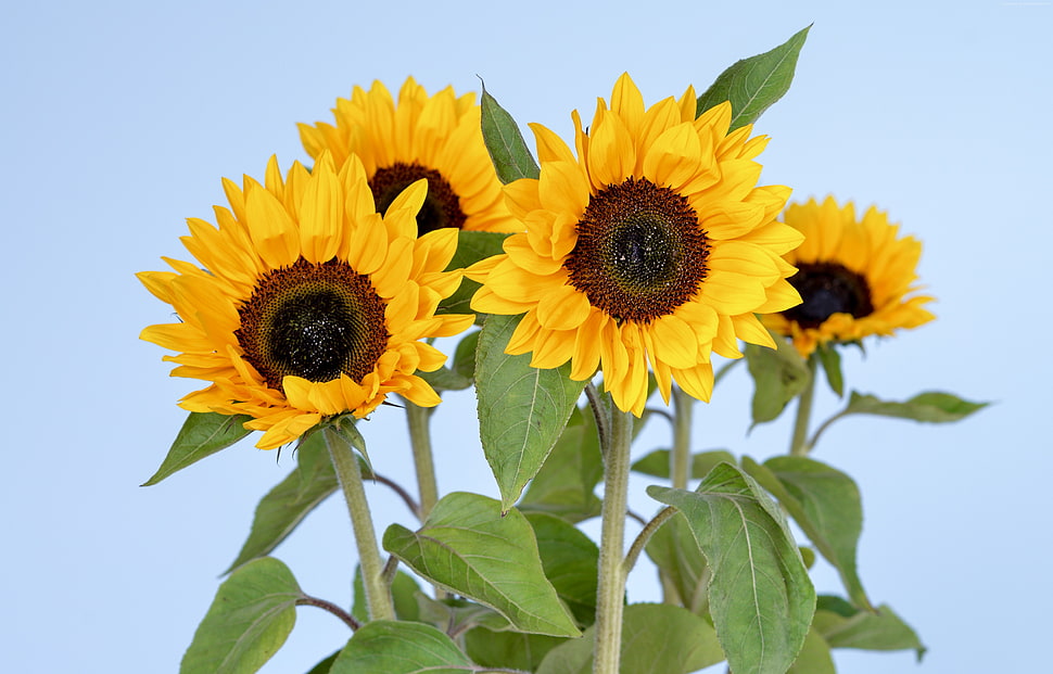 four sunflowers HD wallpaper