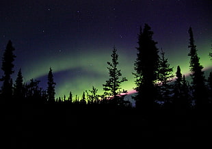 silhouette of trees with lights at night