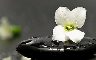 white 4-petaled flowers with dewdrops on black massage stone HD wallpaper