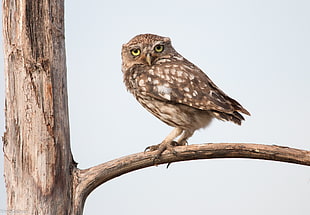 brown owl on trunk during daytime HD wallpaper