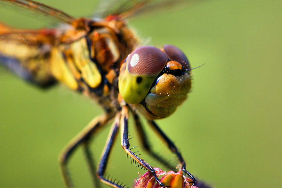 closeup photography of brown and green dragonfly HD wallpaper