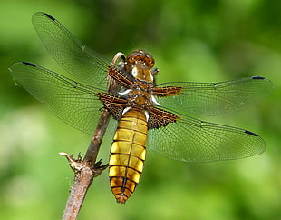 brown and yellow dragonfly on branch, broad-bodied chaser HD wallpaper