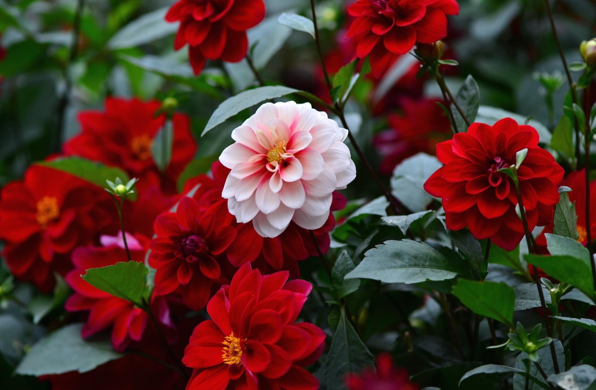 red and pink flowers