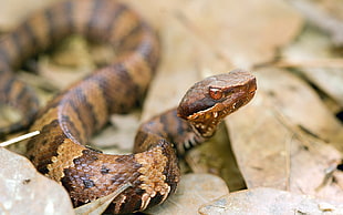 brown and beige snake, animals, snake, nature, reptiles