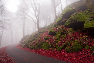 leafless trees, forest