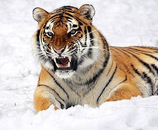 brown black and white tiger on white snow HD wallpaper
