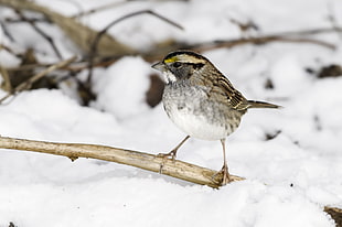 close up photo of a grey bird standing on brown tree branch, white-throated sparrow HD wallpaper