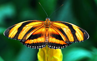 brown and black longwing butterfly