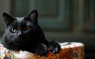 black cat on floral cushion