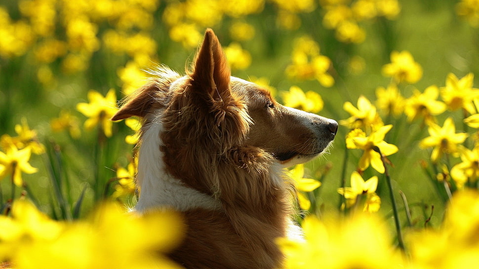 closeup photography of brown and white dog on bed of yellow petaled flowers HD wallpaper