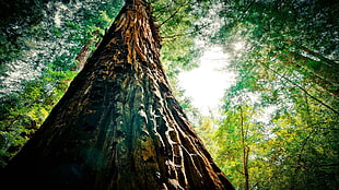 tree trunk, forest clearing, forest, sky, trees HD wallpaper