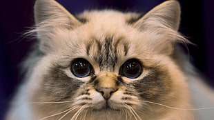 shallow focus photography of gray and white kitten