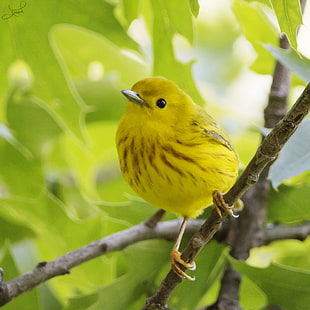 yellow bird on tree branch during daytime, yellow warbler HD wallpaper