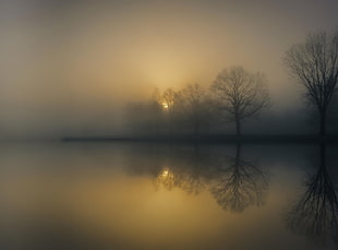 lined bare trees, photography, nature, landscape, morning