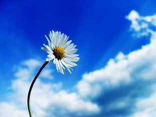 white daisy flower, daisies, flowers, sky, white flowers HD wallpaper