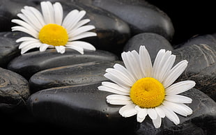 two white petaled flowers photography