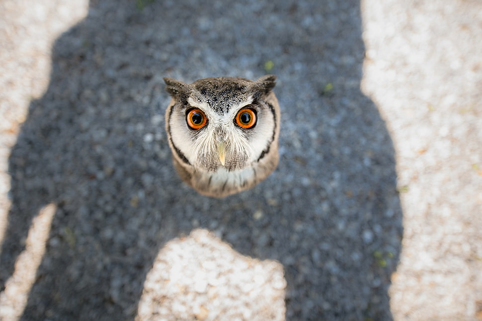 white and brown owl, animals, Tanja Brandt, owl, birds HD wallpaper