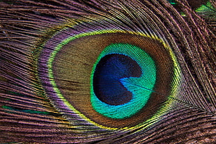 peacock feather