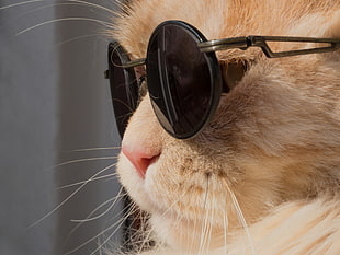 black framed hippie sunglasses, cat, animals, humor, Leon HD wallpaper