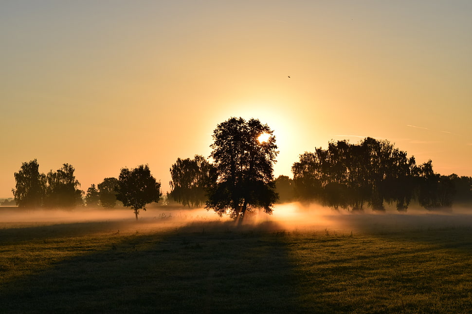 photo of trees against sun during golden hour HD wallpaper