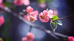 selected photography of silver-colored engagement ring near pink petal flowers