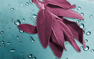 person showing an brown leaf