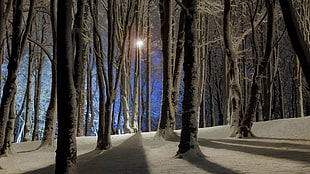 snow-covered trees, nature, trees, forest, branch