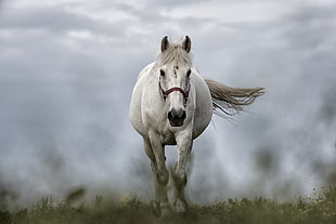 white horse running on grass field HD wallpaper