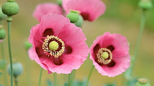 two pink petaled flowers, flowers, poppies, pink flowers HD wallpaper