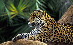 Leopard lay on brown woods HD wallpaper
