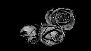 grayscale photography of roses, monochrome, rose, flowers, water drops HD wallpaper