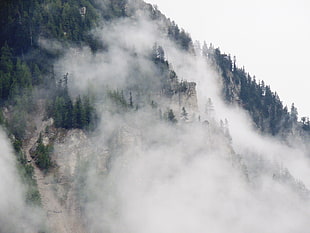 forest mountain covered by fog during daytime HD wallpaper