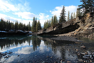 river near tall trees, canada HD wallpaper