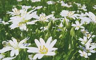 white lilies, flowers HD wallpaper