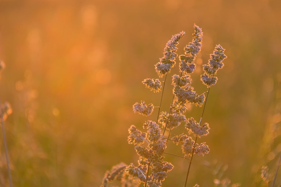 white leaf plant in the grass field HD wallpaper