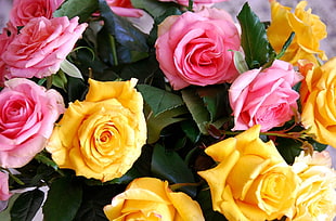 yellow and pink Roses in bloom close-up photo HD wallpaper