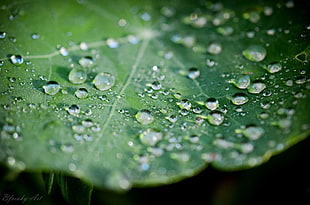 water dew, water drops, macro, leaves HD wallpaper