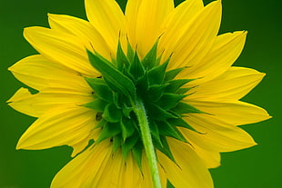 yellow sunflower macroshot HD wallpaper