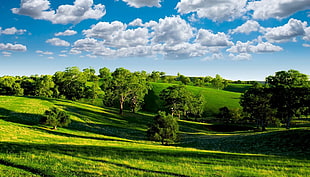 green trees and river painting, nature, landscape, hills, trees