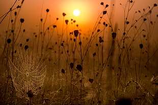 selective focus photography of flower silhouettes during golden hour HD wallpaper