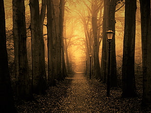 black and brown streetlights on forest