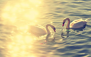 two swans on body of water at golden time HD wallpaper