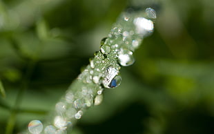 macro-photo of water drops HD wallpaper