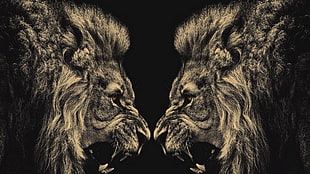 two brown lion painting, lion HD wallpaper