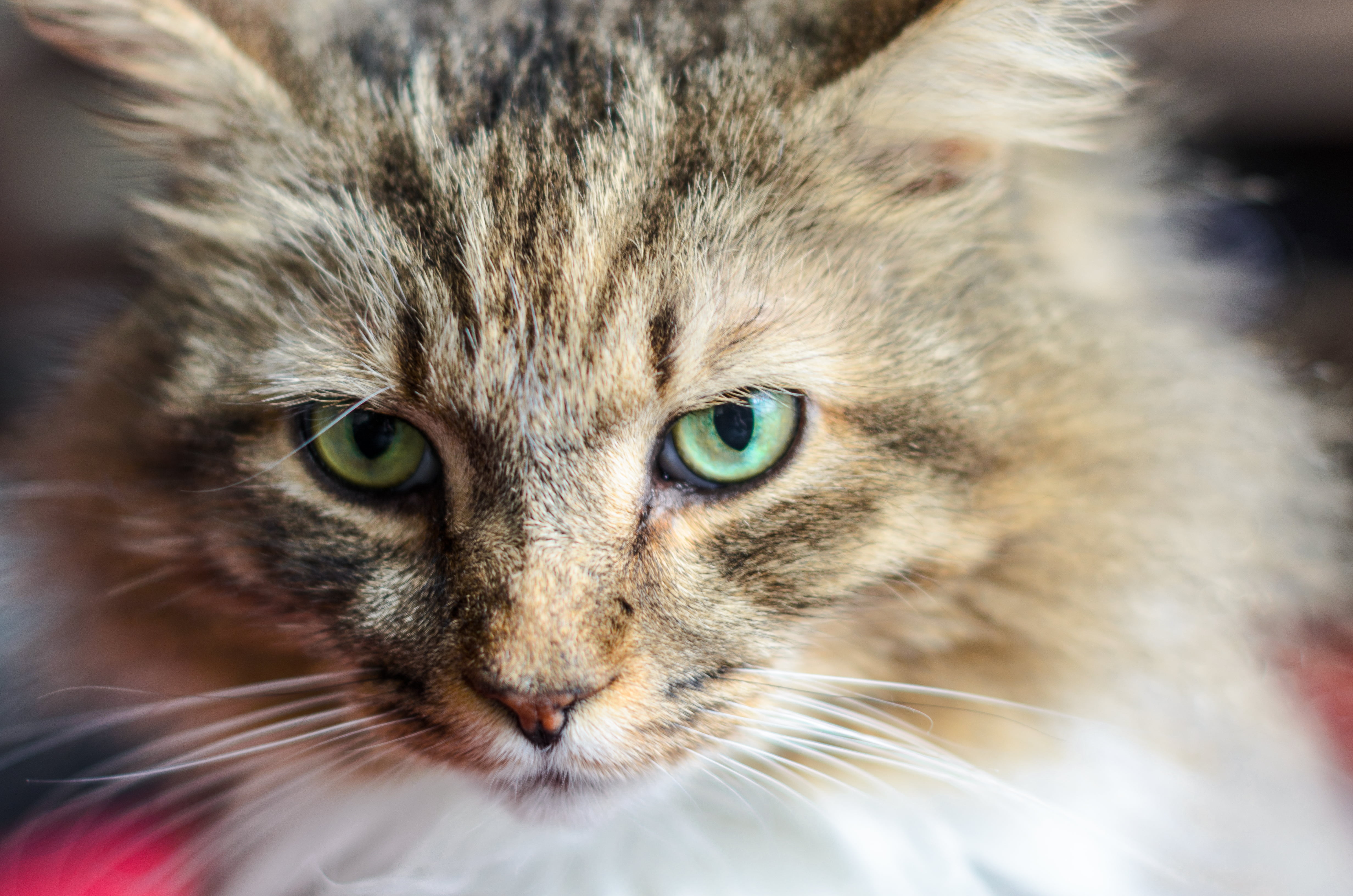 tilt shift photography of Maine Coon cat