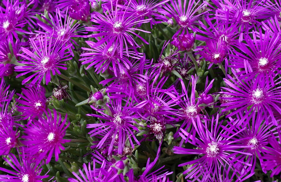 photography of purple petaled flower HD wallpaper